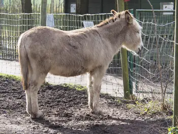 Lens Polder Petting zoo in Newport (Belgium)